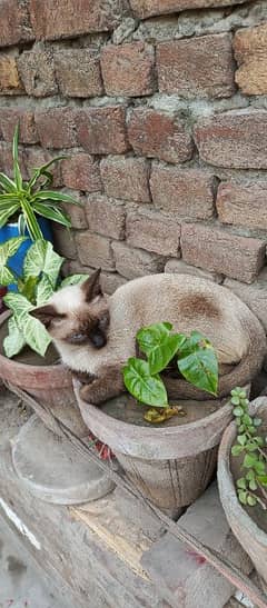 Siamese Cat Breeder