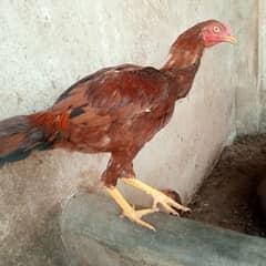 Pure Sindhi Breed now available