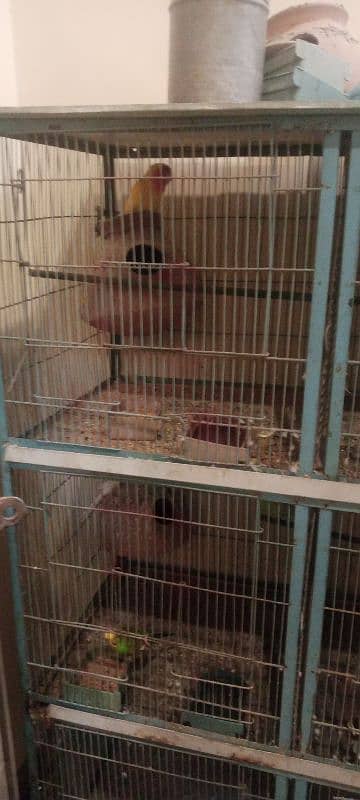 finch love bird bajri and 6 door cage 1