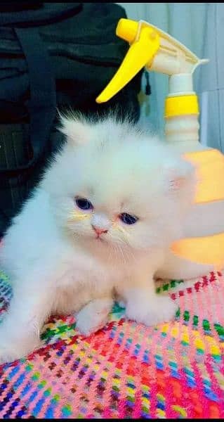 Persian cat for sale my WhatsApp 0323=00=97=122 0