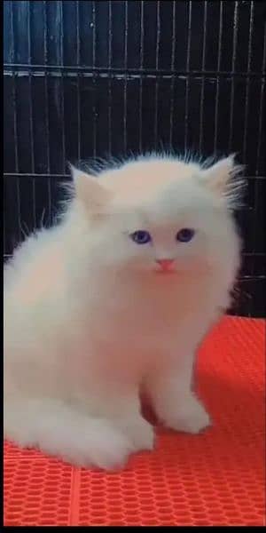 Persian cat for sale my WhatsApp 0323=00=97=122 1