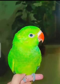 Green ringneck chick for sale