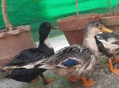 Ducks for sale