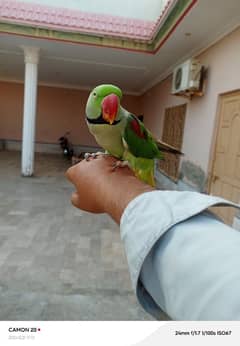 Talking parrot handtame Kashmiri Raw