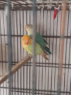 Love birds  for sale