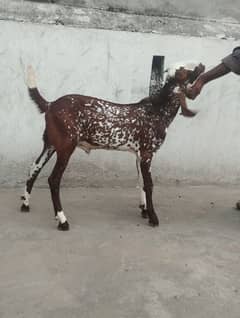 makhi cheena bakra male