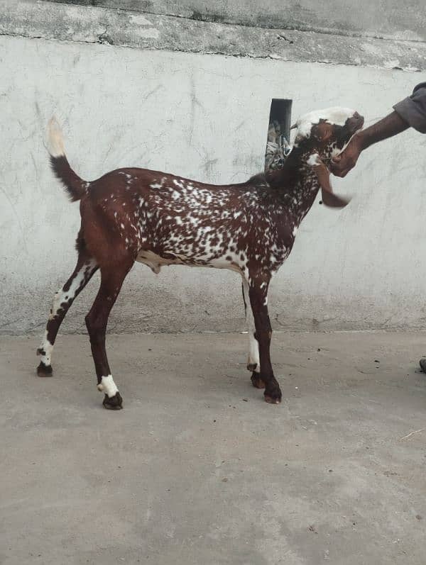 makhi cheena bakra male 1