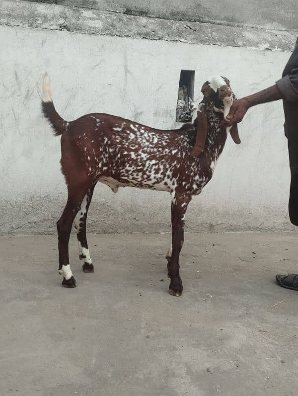 makhi cheena bakra male 0