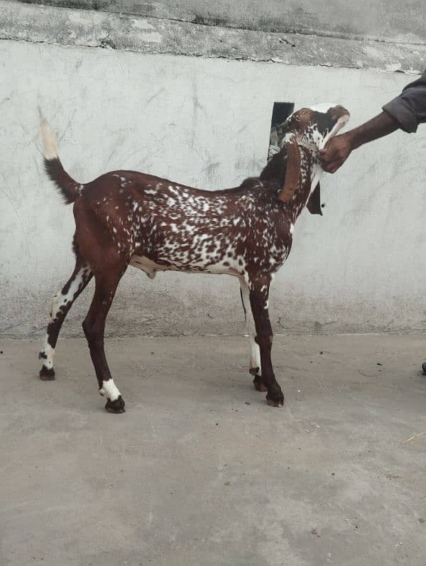 makhi cheena bakra male 2