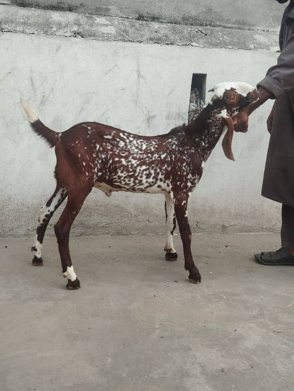 makhi cheena bakra male 3