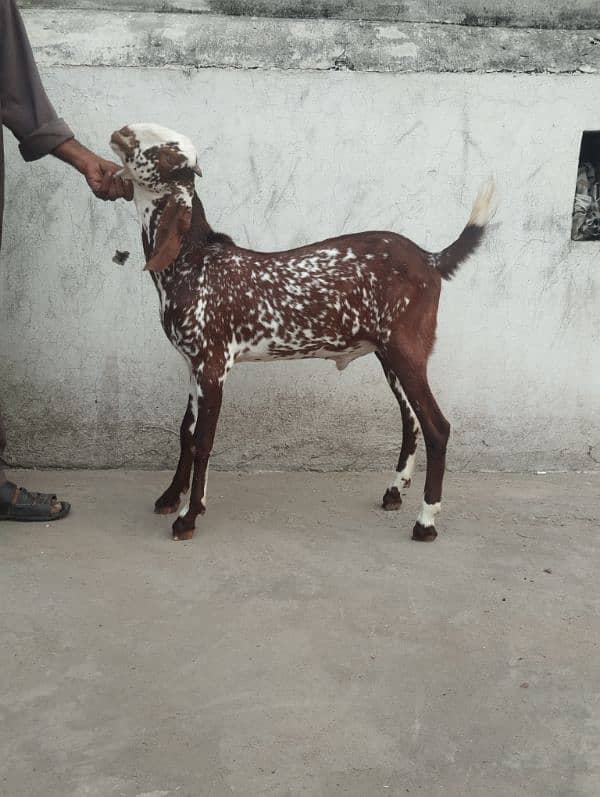 makhi cheena bakra male 4