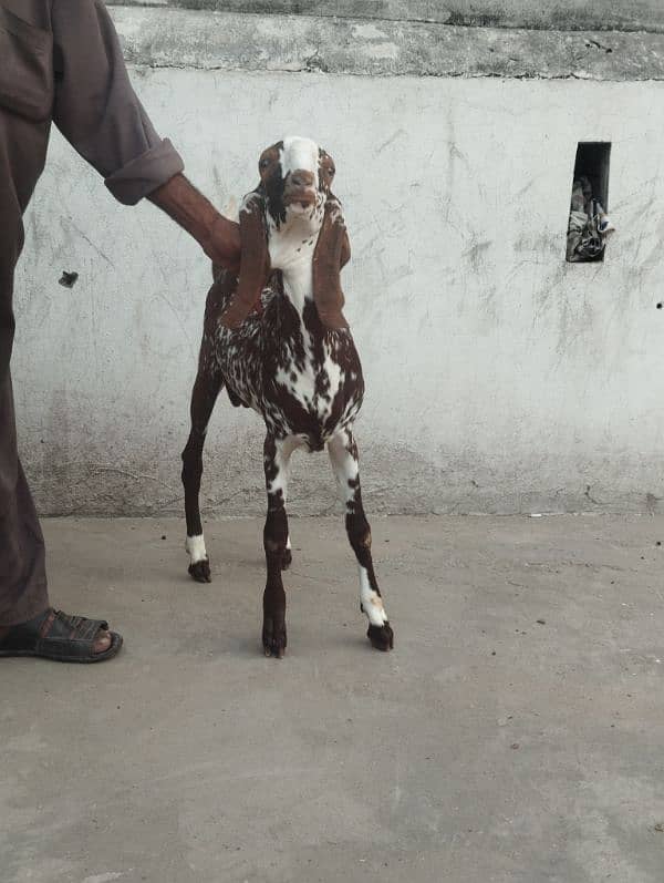 makhi cheena bakra male 6