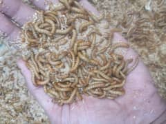 mealworms full size us breed