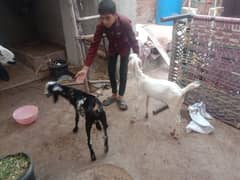 Milking goat with kids for sale