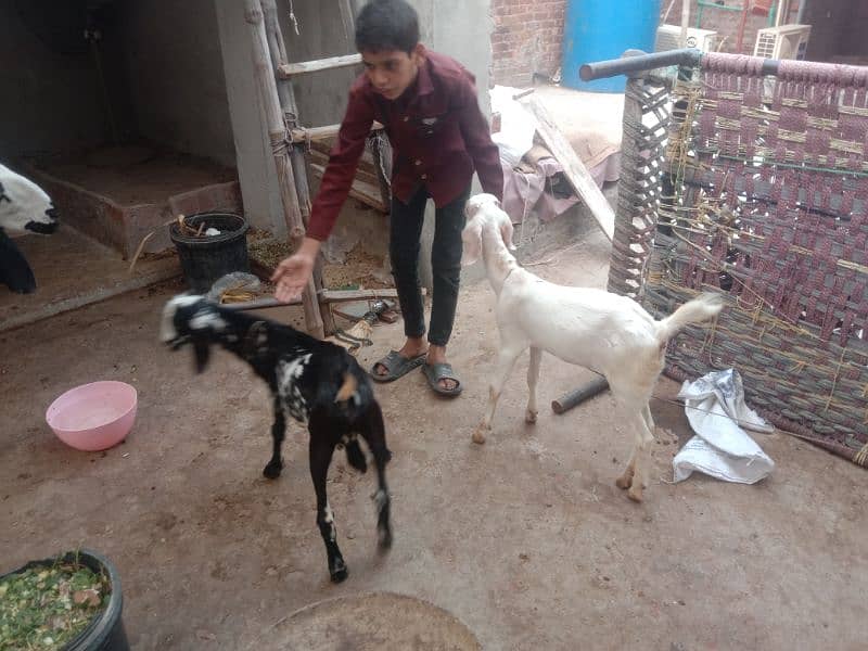 Milking goat with kids for sale 0