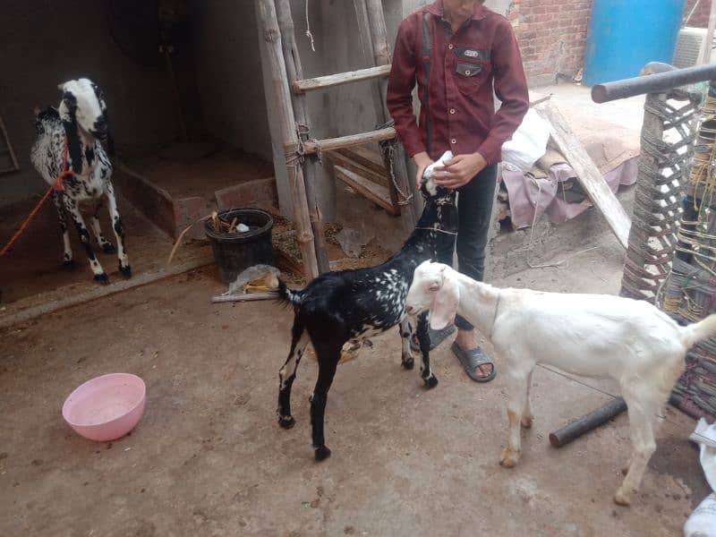 Milking goat with kids for sale 3