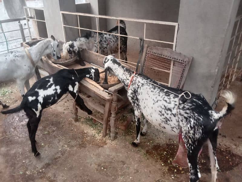 Milking goat with kids for sale 5