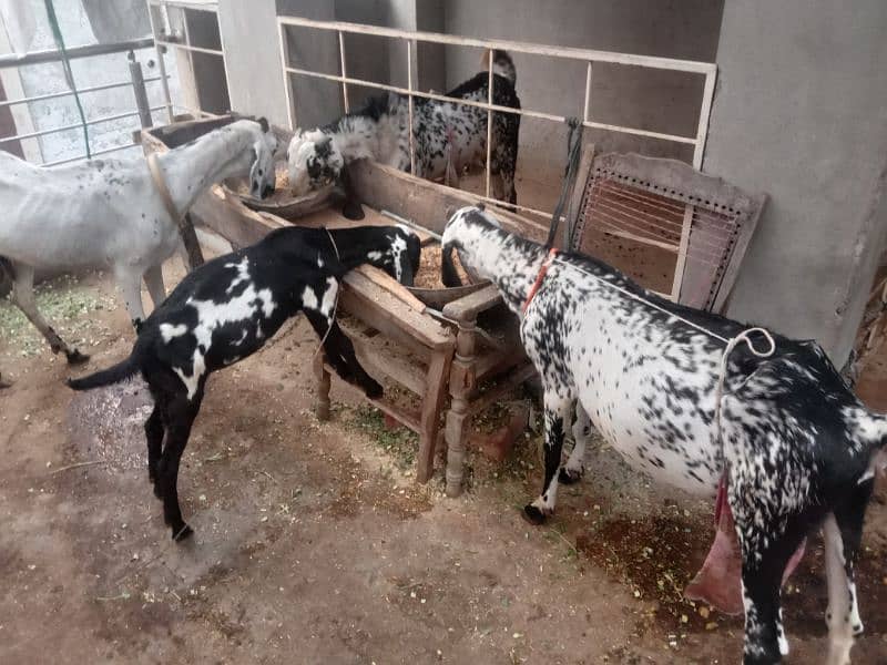 Milking goat with kids for sale 6