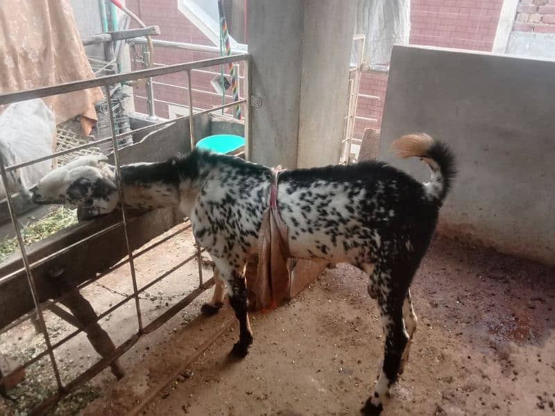 Milking goat with kids for sale 9