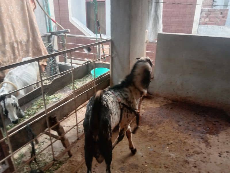 Milking goat with kids for sale 10