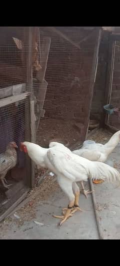 white shamo king size eggs available 100% furtile