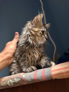 45days old Maine coon cat