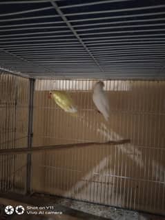 Albino Red eye breeder pair 100% and Decino