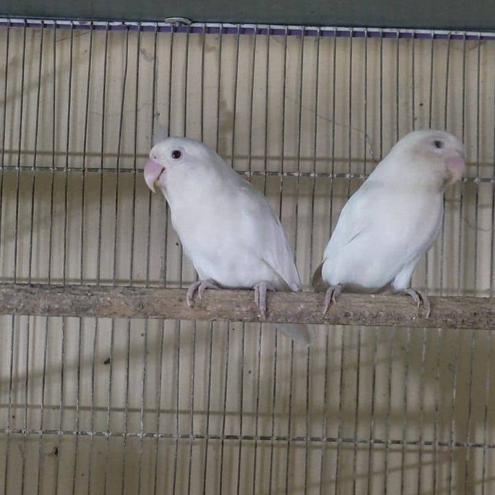 Albino Red eye breeder pair 100% and Decino 1