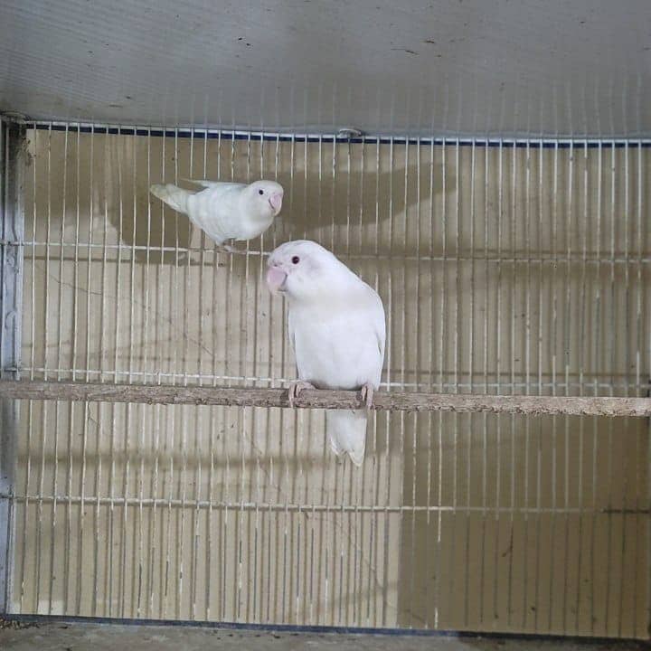 Albino Red eye breeder pair 100% and Decino 3