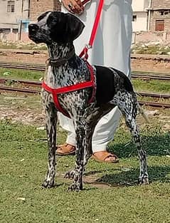 engilsh pointer female 10 month for sale