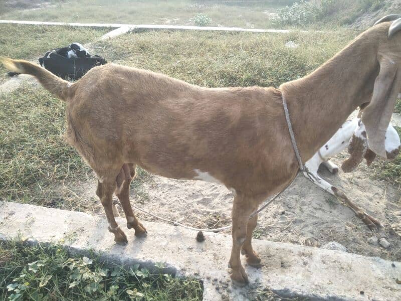 pure desi bakri 0