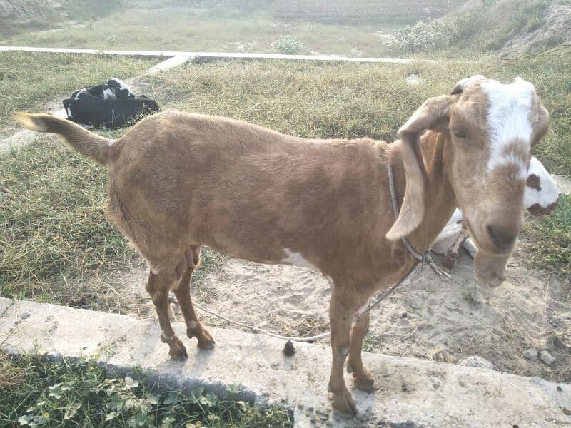 pure desi bakri 1