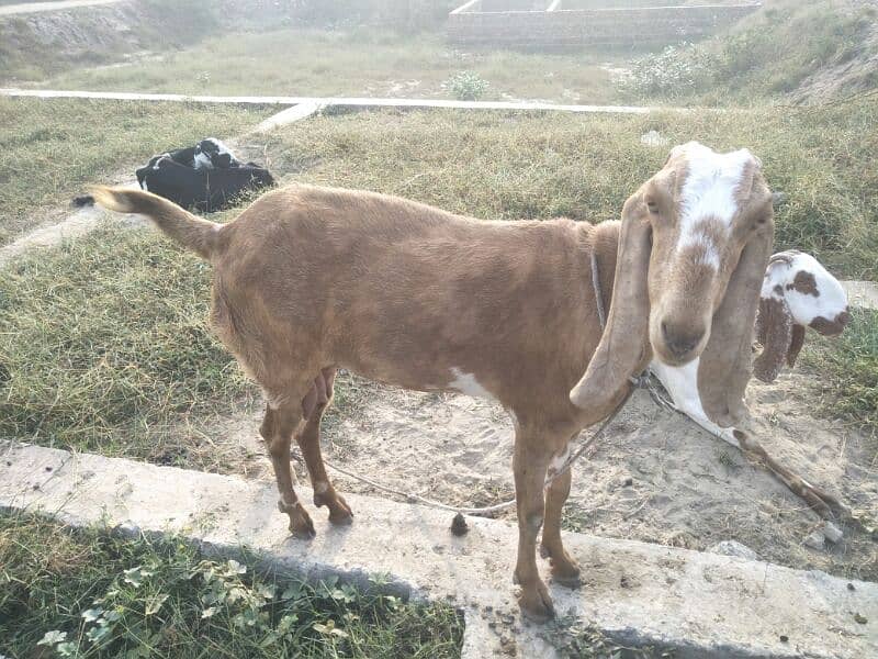 pure desi bakri 2