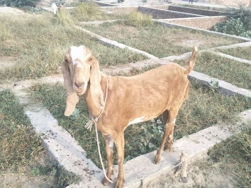 pure desi bakri 3