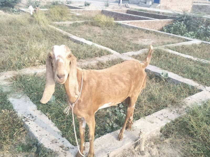 pure desi bakri 5