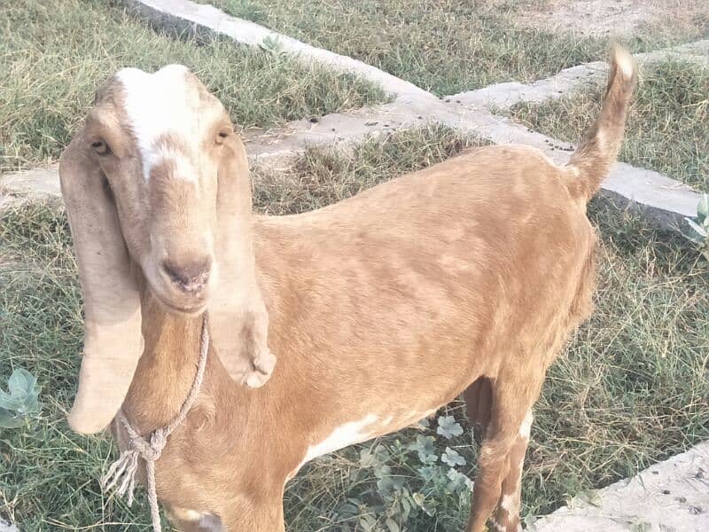 pure desi bakri 6