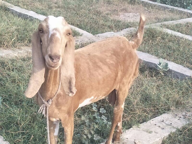 pure desi bakri 7