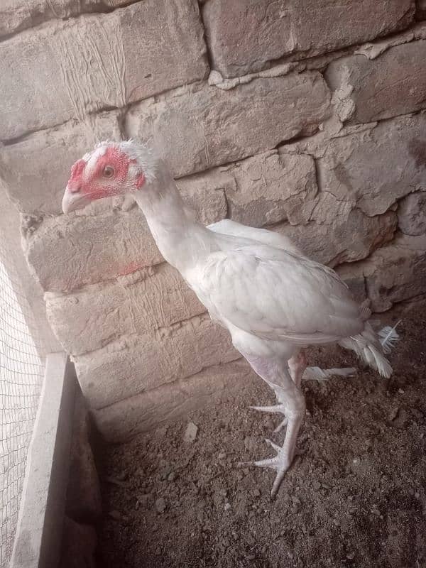 heera male for sale 1