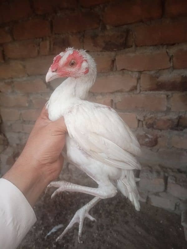 heera male for sale 3