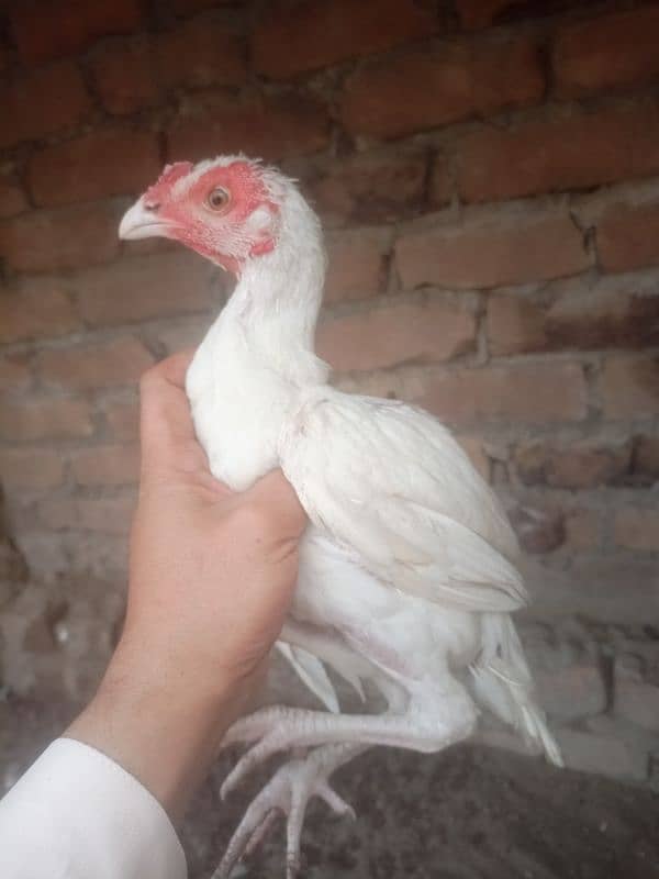 heera male for sale 4