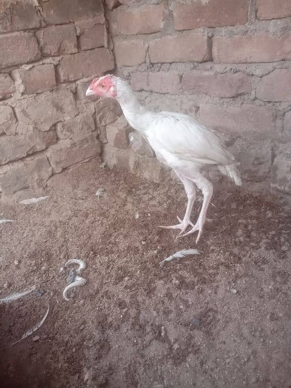 heera male for sale 5