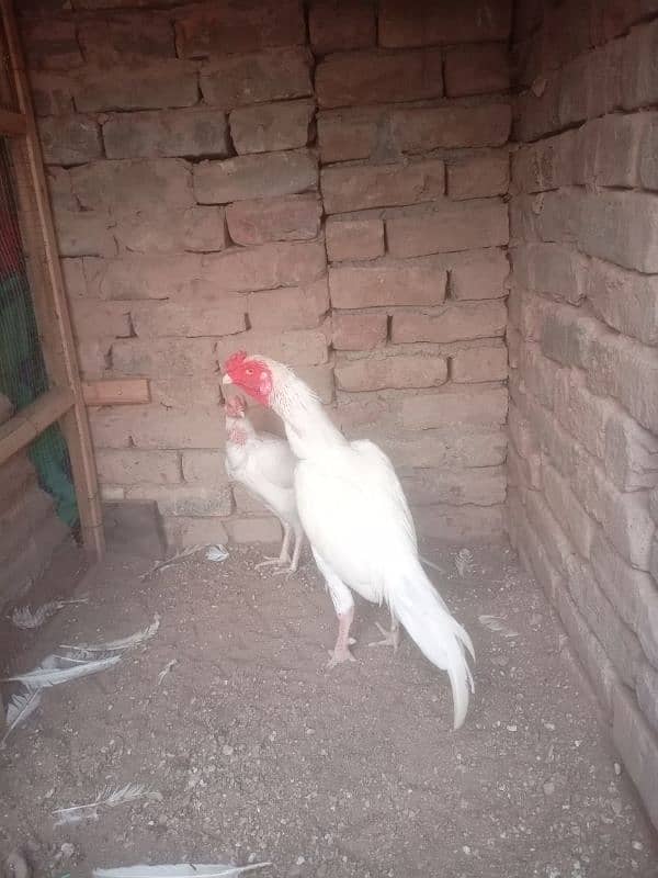 heera male for sale 7