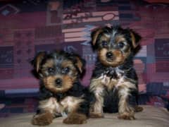 Yourkshire terrier pups