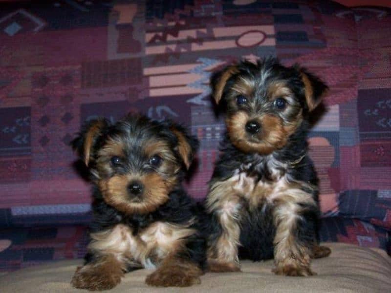 Yourkshire terrier pups 0