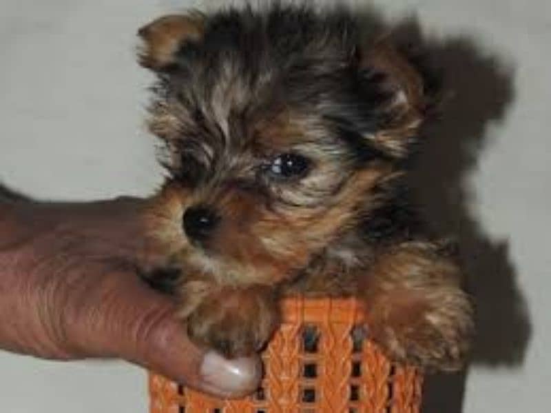 Yourkshire terrier pups 2