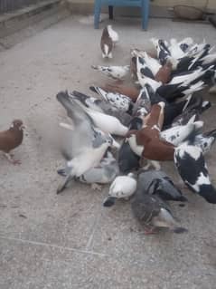 fancy pigeon on confirmed breeding pairs