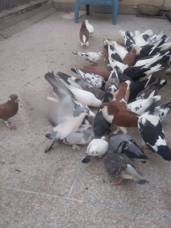 fancy pigeon on confirmed breeding pairs 0