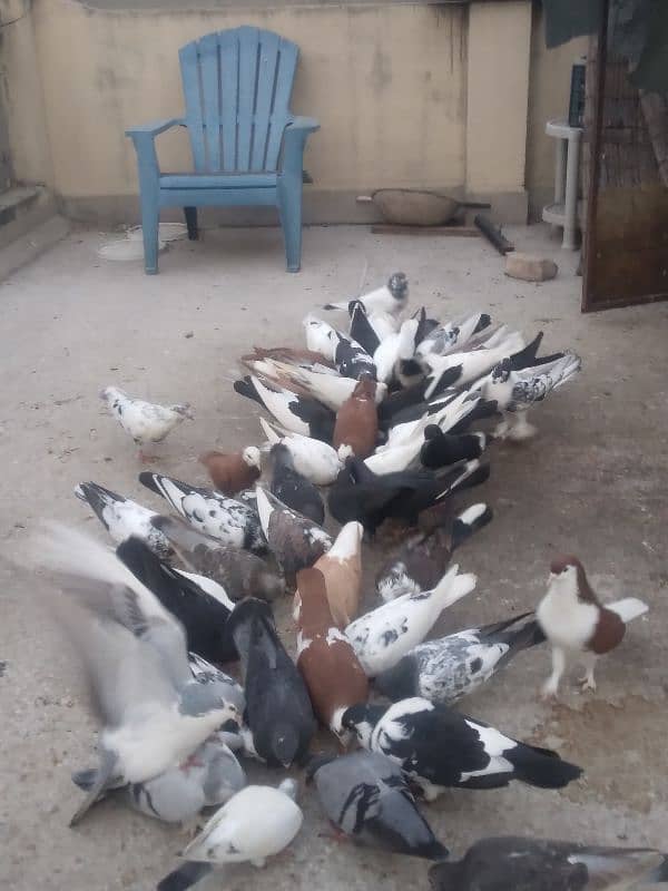 fancy pigeon on confirmed breeding pairs 1