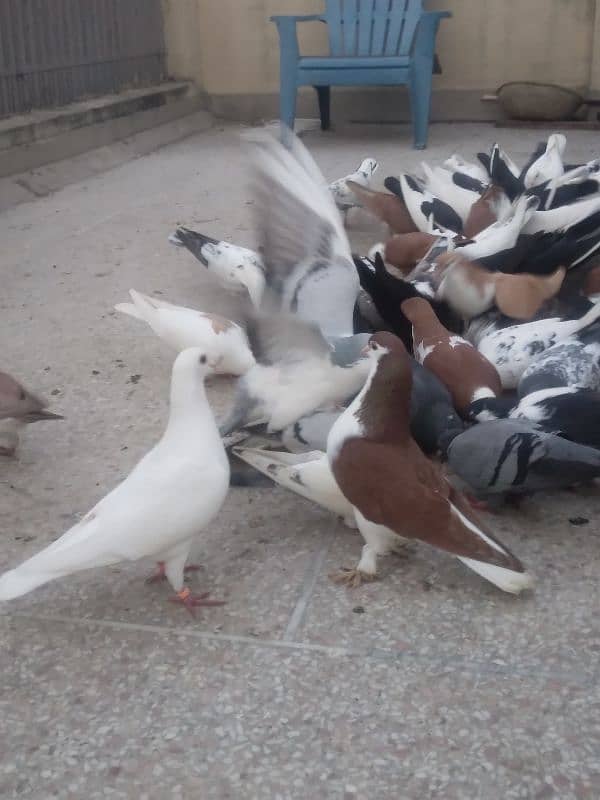 fancy pigeon on confirmed breeding pairs 2