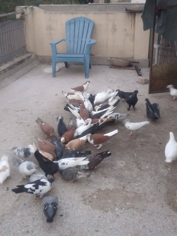 fancy pigeon on confirmed breeding pairs 3